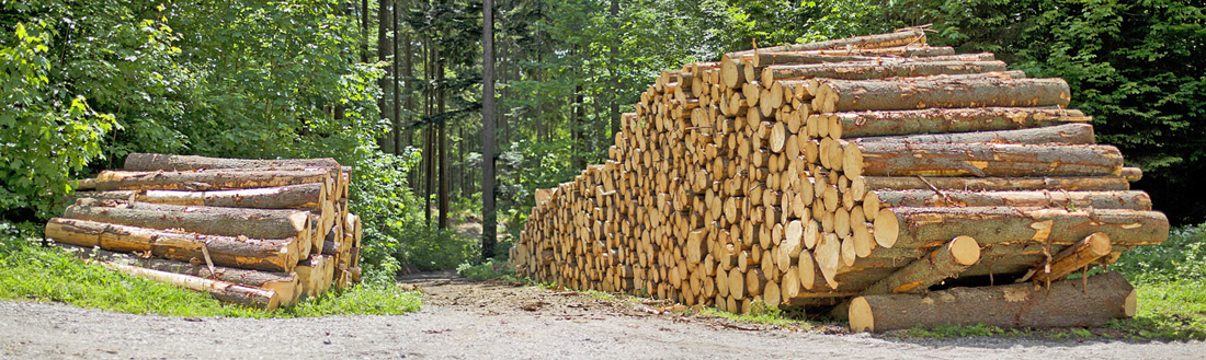 Holzwissen